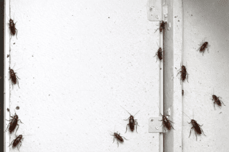 Kakkerlakken in huis: waar verstoppen ze zich het liefst?
