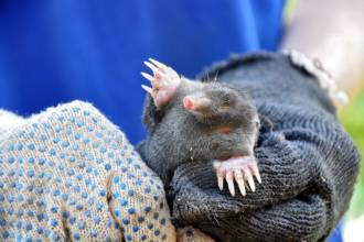 Wat te doen tegen mollen?