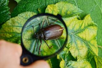 Insecten herkennen