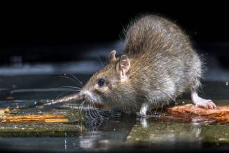 Rattenprobleem: wat te doen tegen ratten?