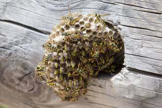 Wespen vinden nest dankzij hun fotografisch geheugen