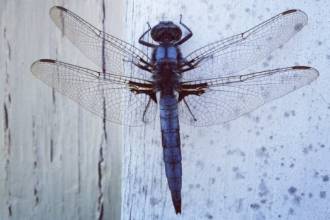 Welke insecten kan ik spotten in het najaar?