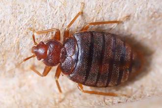 Kruipende insecten: hoe kom je van ze af?