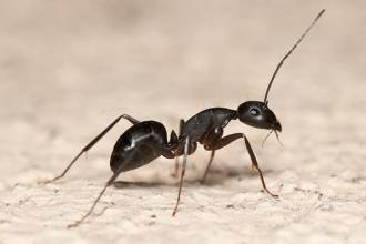 Insecten bestrijden
