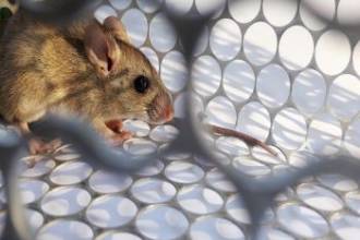 Muizen in huis? 10 feiten en fabels die je moet kennen