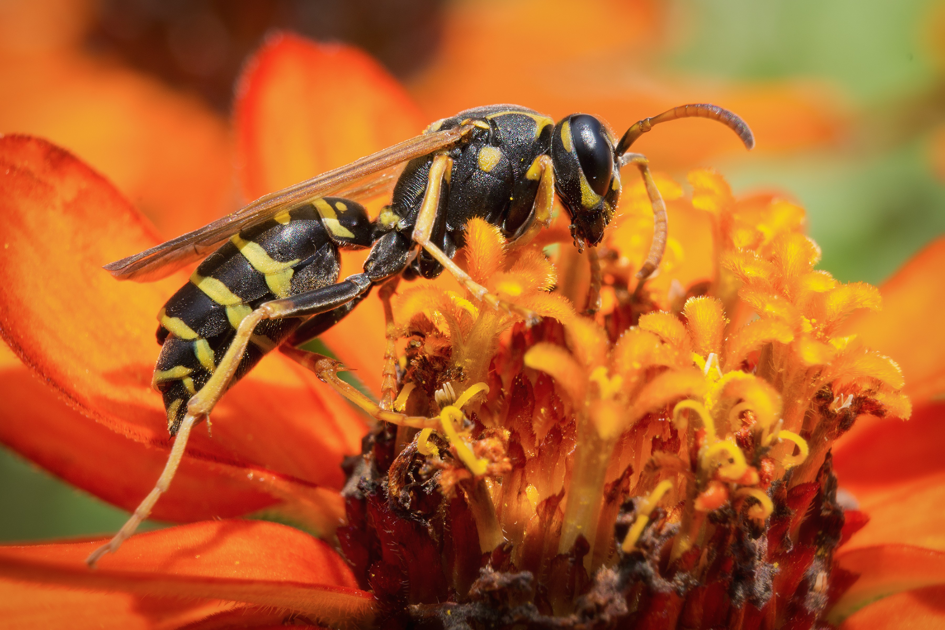 LATRAT 2 Stuks Horzelnest, Waterdichte Wasp-nest Decoy, Hangende Valse Wespennest Voor Het Verdrijven Van Wespen Voor Huis En Tuin
