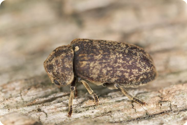 Afbeelding grote-houtwormkever